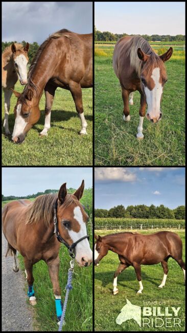 Quarter/Paintstute, doppelt registriert, tragend für 05/2026, Kathi, Horses For Sale, Groß Ippener, Image 8