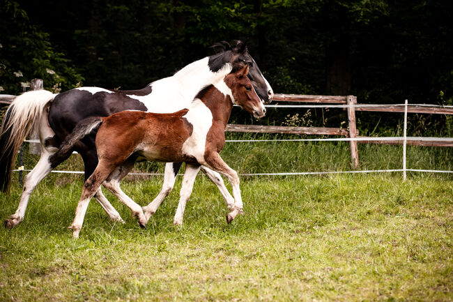 Quarter Pony Hengstfohlen, Tanja, Horses For Sale, Lohra, Image 5