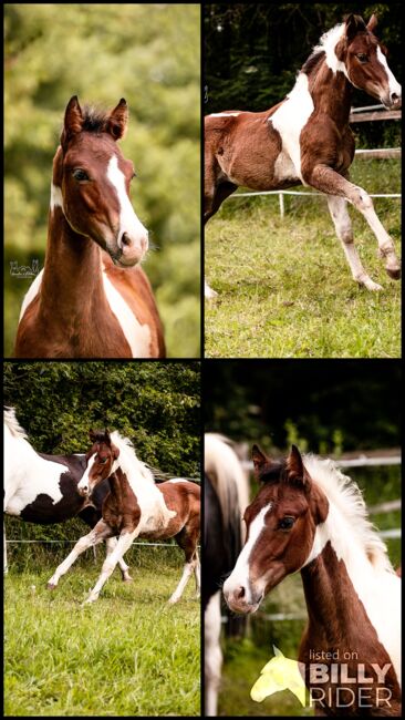 Quarter Pony Hengstfohlen, Tanja, Horses For Sale, Lohra, Image 11