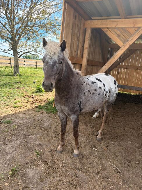Quarter Pony Hengst, Bianca , Horses For Sale, Lutzmannsburg 