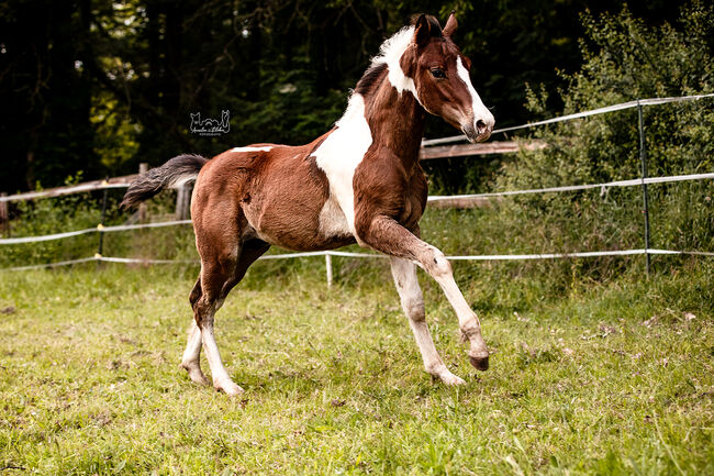 Quarter Pony Hengstfohlen, Tanja, Pferd kaufen, Lohra, Abbildung 2