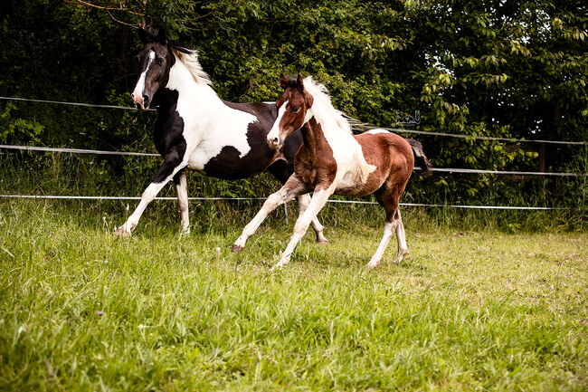 Quarter Pony Hengstfohlen, Tanja, Pferd kaufen, Lohra, Abbildung 3