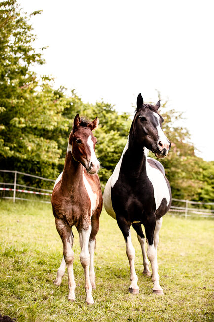 Quarter Pony Hengstfohlen, Tanja, Pferd kaufen, Lohra, Abbildung 7