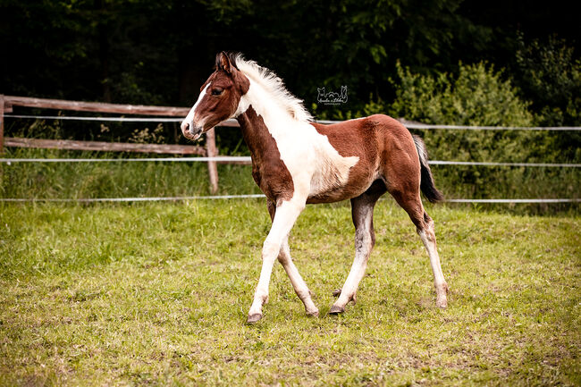 Quarter Pony Hengstfohlen, Tanja, Pferd kaufen, Lohra, Abbildung 8