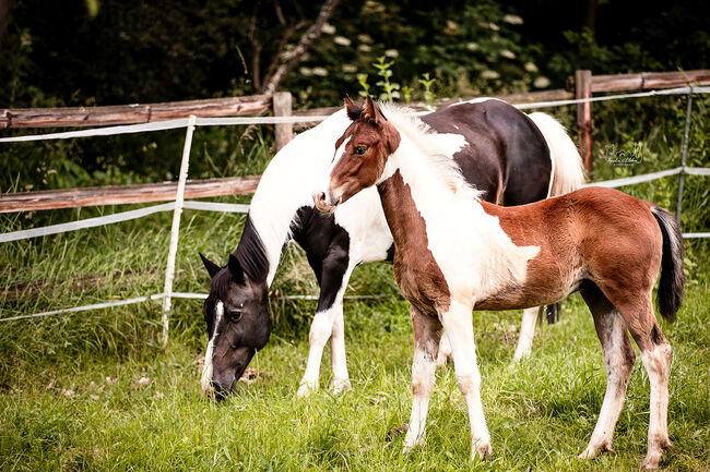 Quarter Pony Hengstfohlen, Tanja, Pferd kaufen, Lohra, Abbildung 10