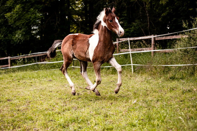 Quarter Pony Hengstfohlen, Tanja, Horses For Sale, Lohra, Image 9