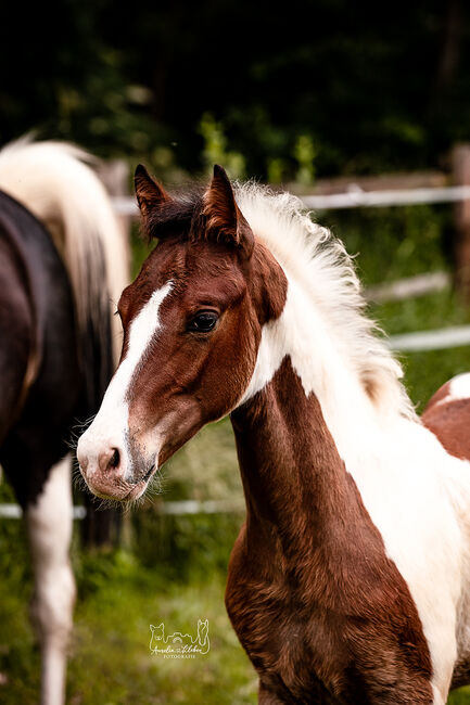 Quarter Pony Hengstfohlen, Tanja, Horses For Sale, Lohra, Image 4