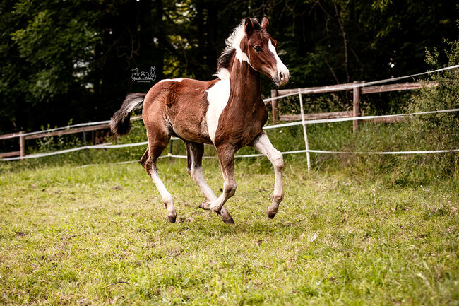 Quarter Pony Hengstfohlen, Tanja, Horses For Sale, Lohra, Image 6