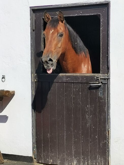 Quarter Wallach sucht Platz am Meer, Simone, Horses For Sale, Simmerath, Image 8