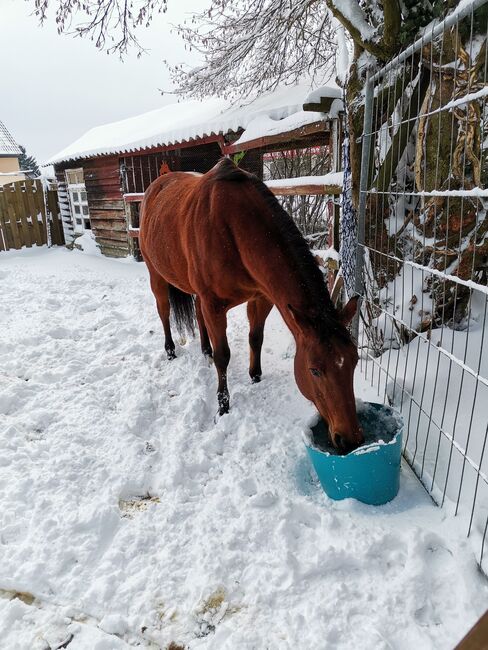 Quarter Wallach sucht Platz am Meer, Simone, Horses For Sale, Simmerath, Image 10