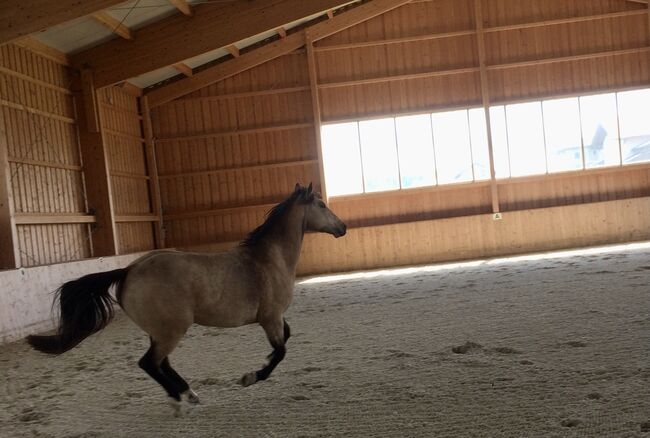 Quarterstute "Pretty Cookie" sucht schönes neues Zuhause, Angela Tesmer, Horses For Sale, Tarsdorf, Image 3