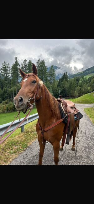 Quarter Stute, Hannes, Pferd kaufen, Südtirol 