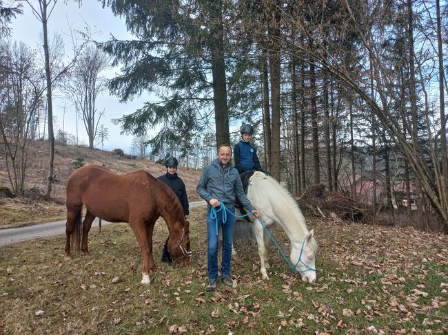 Quarter Stute, Anita, Pferd kaufen, Freiwalddorf, Abbildung 3