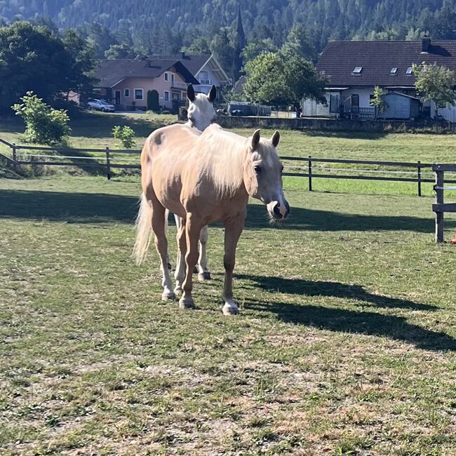 Quarter sucht Lebensplatz(Beistellpferd), Lippitz jürgen, Pferd kaufen, Klagenfurt am Wörthersee
