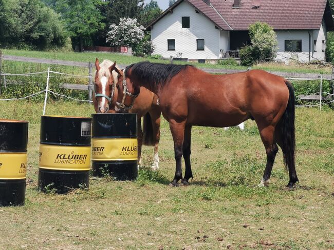 Quarter Wallach Topsail Whiz, Claudia , Horses For Sale, Haag, Image 4