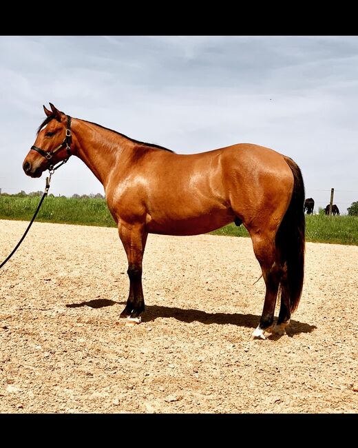 Quarterhorse 3j.Wallach, Hilde Kranz, Horses For Sale, Heinsberg, Image 3