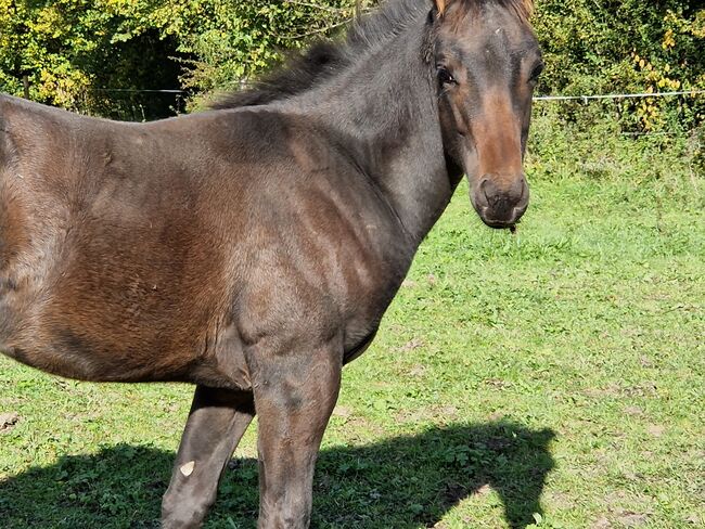 Quarterhorse Absetzter, Jacqueline , Pferd kaufen, Sulzberg 