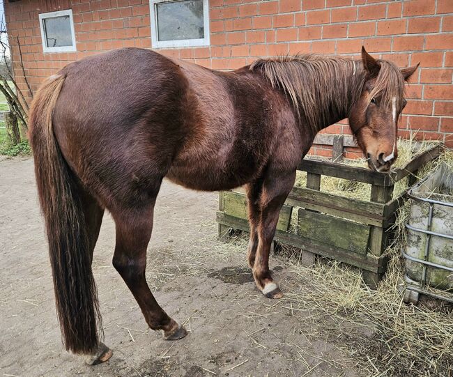 Quarterhorse Stute von 04/2021, aus SG Frozen Enterprize (ICEMAN), Kathi, Horses For Sale, Harpstedt , Image 3
