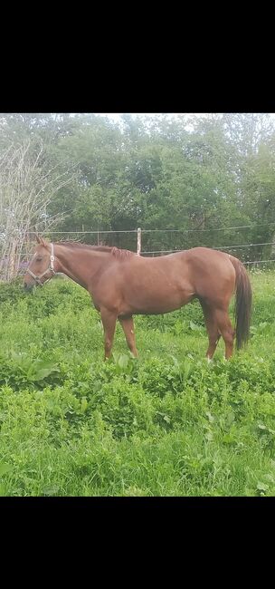 Quarterhorse Stute, Sunbeam Ranch! , Horses For Sale, Kaufbeuren 