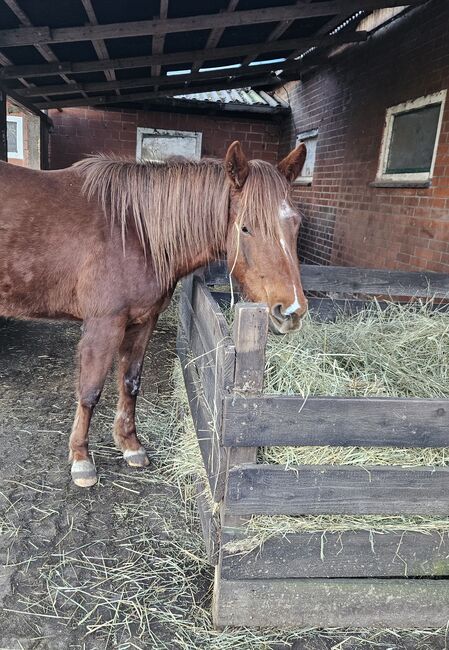 Quarterhorse Stute von 04/2021, aus SG Frozen Enterprize (ICEMAN), Kathi, Horses For Sale, Harpstedt , Image 7