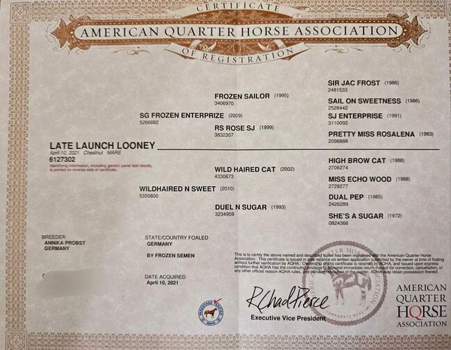 Quarterhorse Stute von 04/2021, aus SG Frozen Enterprize (ICEMAN), Kathi, Horses For Sale, Harpstedt , Image 2