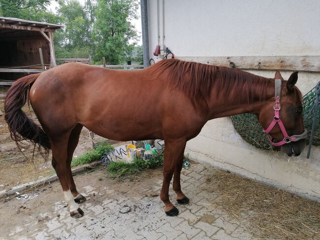 Quarterhorse Stute von 2021, Sunbeam Ranch! , Horses For Sale, Kaufbeuren 