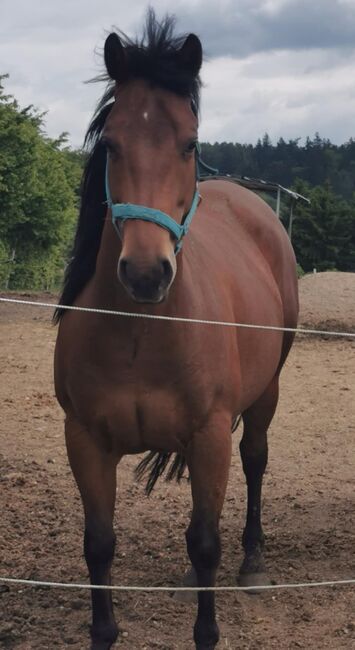 Quarterhorse, Claudia , Pferd kaufen, Haag