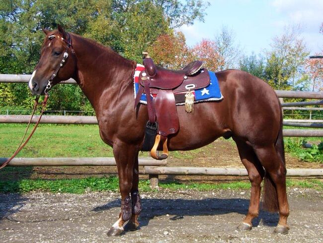 Quarterhorse, Markus Frühmann , Pferd kaufen, Niederneukirchen 