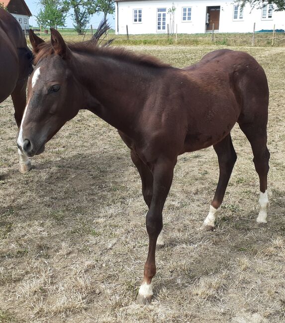 Quarterhorse, Quarter Horse Hengstfohlen,Reining, Farbe dunkel chestnut rabicano, Silvi, Konie na sprzedaż, Nördlingen , Image 6