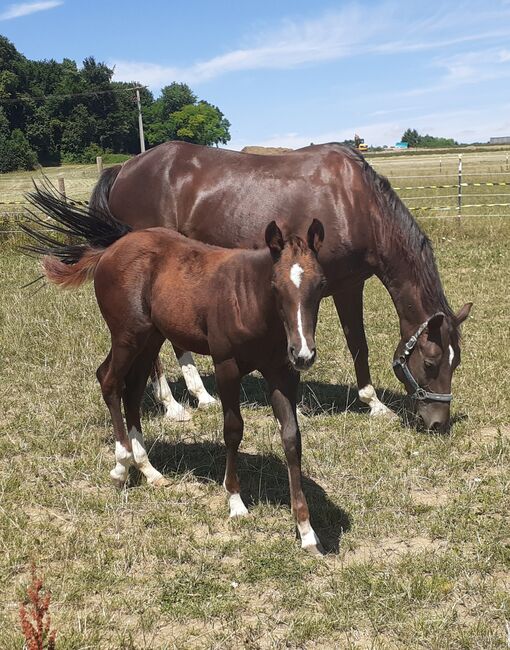 Quarterhorse, Quarter Horse Hengstfohlen,Reining, Farbe dunkel chestnut rabicano, Silvi, Konie na sprzedaż, Nördlingen , Image 11