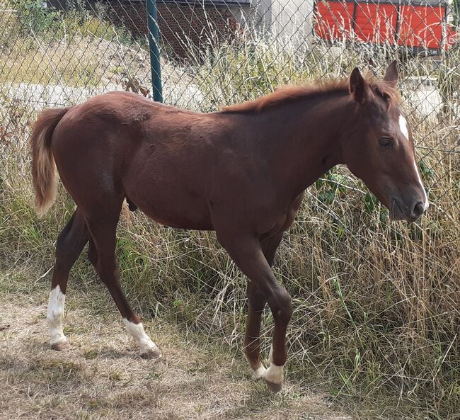 Quarterhorse, Quarter Horse Hengstfohlen,Reining, Farbe dunkel chestnut rabicano, Silvi, Konie na sprzedaż, Nördlingen , Image 3