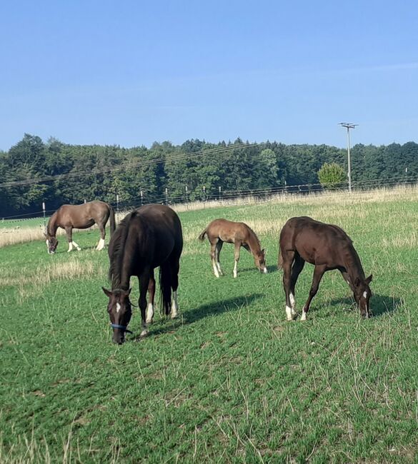 Quarterhorse, Quarter Horse Hengstfohlen,Reining, Farbe dunkel chestnut rabicano, Silvi, Konie na sprzedaż, Nördlingen , Image 7