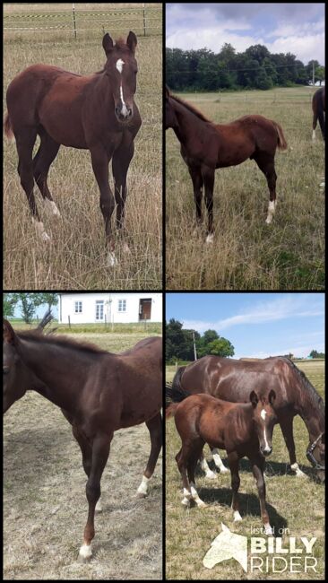 Quarterhorse, Quarter Horse Hengstfohlen,Reining, Farbe dunkel chestnut rabicano, Silvi, Konie na sprzedaż, Nördlingen , Image 13