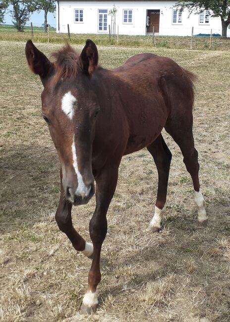 Quarterhorse, Quarter Horse Hengstfohlen,Reining, Farbe dunkel chestnut rabicano, Silvi, Konie na sprzedaż, Nördlingen , Image 5