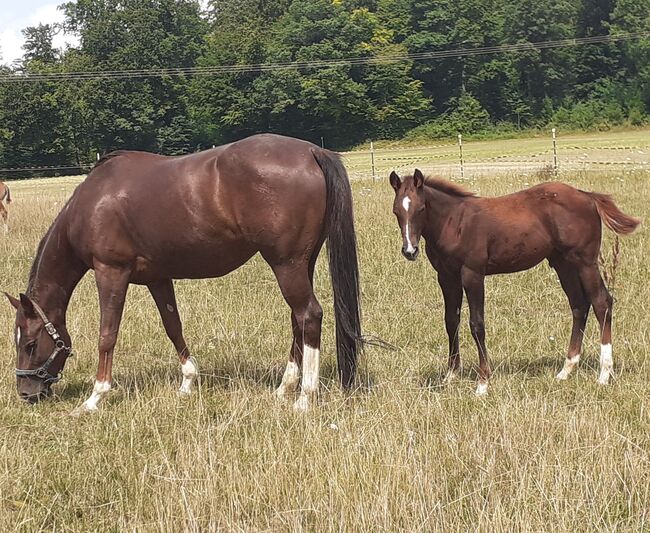 Quarterhorse, Quarter Horse Hengstfohlen,Reining, Farbe dunkel chestnut rabicano, Silvi, Konie na sprzedaż, Nördlingen , Image 9