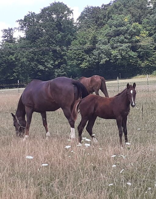 Quarterhorse, Quarter Horse Hengstfohlen,Reining, Farbe dunkel chestnut rabicano, Silvi, Konie na sprzedaż, Nördlingen , Image 10