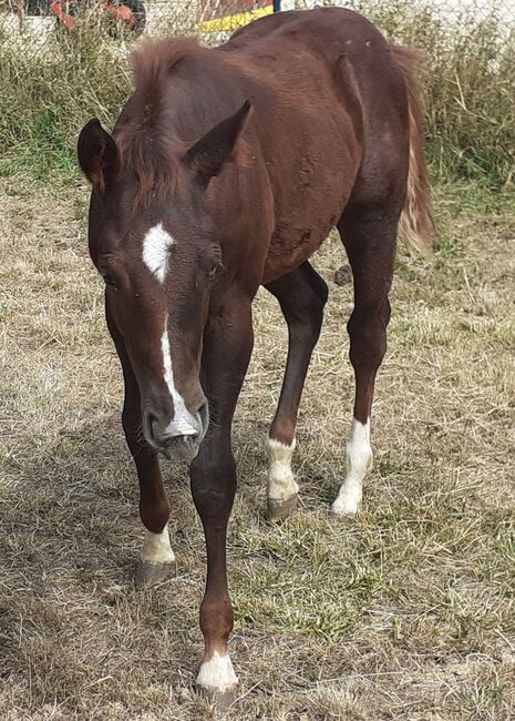 Quarterhorse, Quarter Horse Hengstfohlen,Reining, Farbe dunkel chestnut rabicano, Silvi, Konie na sprzedaż, Nördlingen , Image 4