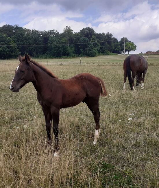 Quarterhorse, Quarter Horse Hengstfohlen,Reining, Farbe dunkel chestnut rabicano, Silvi, Pferd kaufen, Nördlingen , Abbildung 8