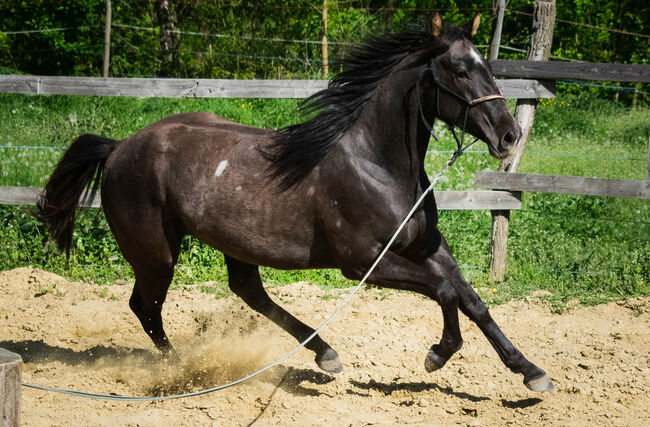 Quarterhorse Wallach, Tamara Palmay, Horses For Sale, Oberwart / Felsöör