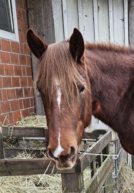 Quarterhorse Stute von 04/2021, aus SG Frozen Enterprize (ICEMAN), Kathi, Horses For Sale, Harpstedt , Image 10