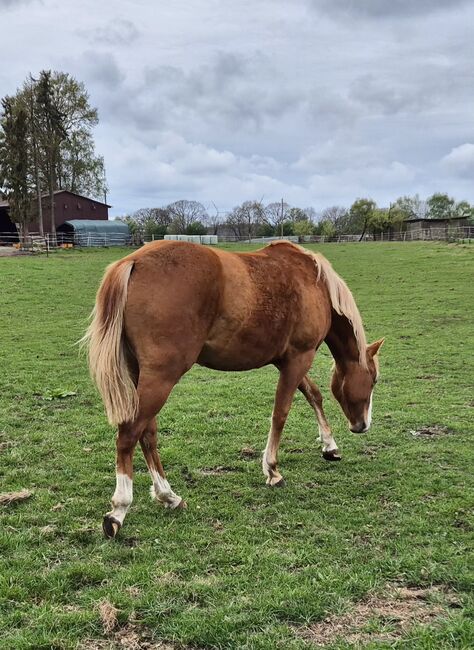 Quarterhorse Stute von 2023, doppelt registriert, Kathi, Horses For Sale, Groß Ippener, Image 8