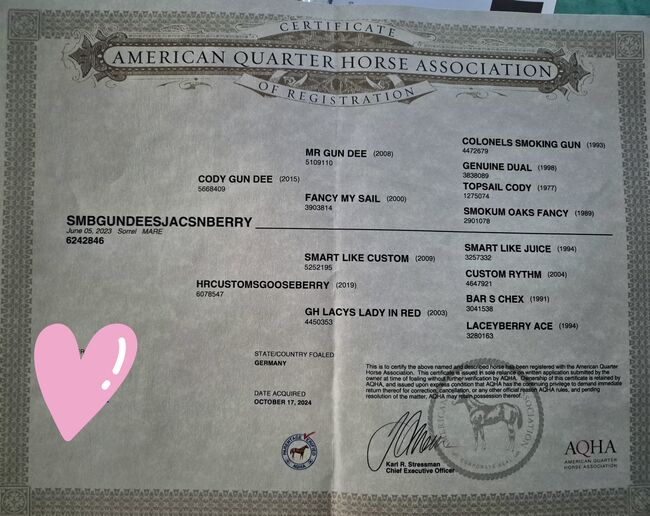 Quarterhorse Stute von 2023, doppelt registriert, Kathi, Horses For Sale, Groß Ippener, Image 4