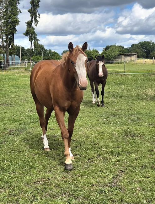 Quarterhorse Stute von 2023, doppelt registriert, Kathi, Horses For Sale, Groß Ippener