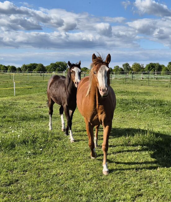 Quarterhorse Stute von 2023, doppelt registriert, Kathi, Horses For Sale, Groß Ippener, Image 5