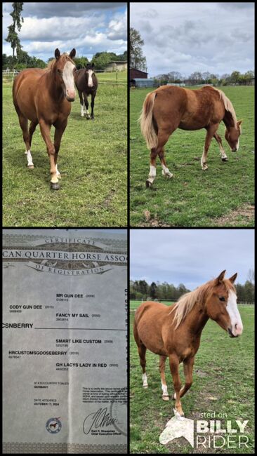 Quarterhorse Stute von 2023, doppelt registriert, Kathi, Horses For Sale, Groß Ippener, Image 9