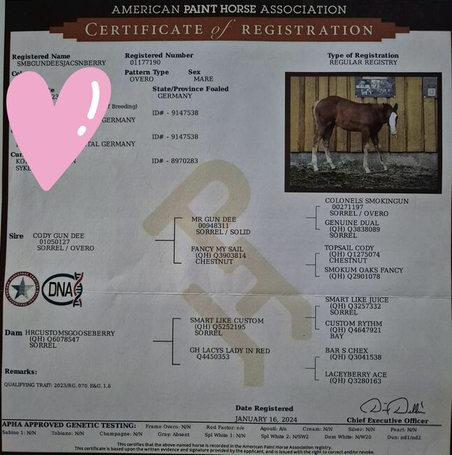 Quarterhorse Stute von 2023, doppelt registriert, Kathi, Horses For Sale, Groß Ippener, Image 3