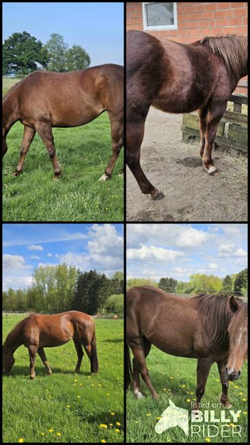 Quarterhorse Stute von 04/2021, aus SG Frozen Enterprize (ICEMAN), Kathi, Pferd kaufen, Harpstedt , Abbildung 13