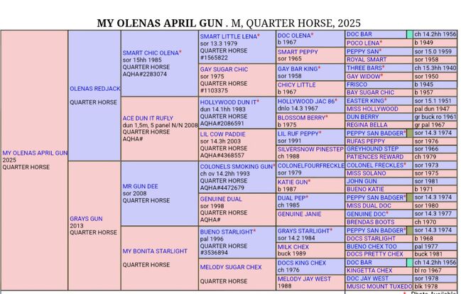 Quarterhorse Stute von 04/2025, Chestnut Rabicano, Reining, Kathi, Pferd kaufen, Harpstedt , Abbildung 3