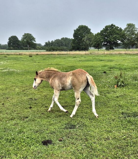 Quarterhorse Stute von 04/2025, Chestnut Rabicano, Reining, Kathi, Pferd kaufen, Harpstedt , Abbildung 4
