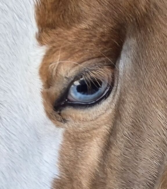 Quarterhorse Stute von 04/2025, Chestnut Rabicano, Reining, Kathi, Pferd kaufen, Harpstedt 